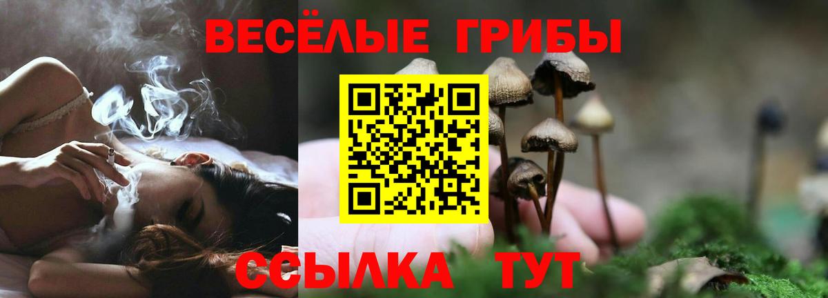 Галлюциногенные грибы Cubensis  Вход с VPN  Гатчина 